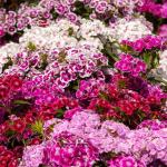 Fleurs - Œillet de Poète Tapis des Indes - face recto